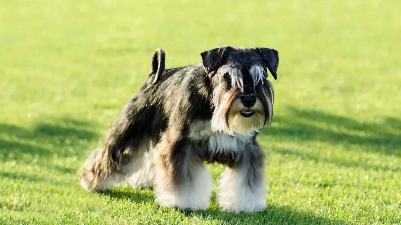 Dwergschnauzer