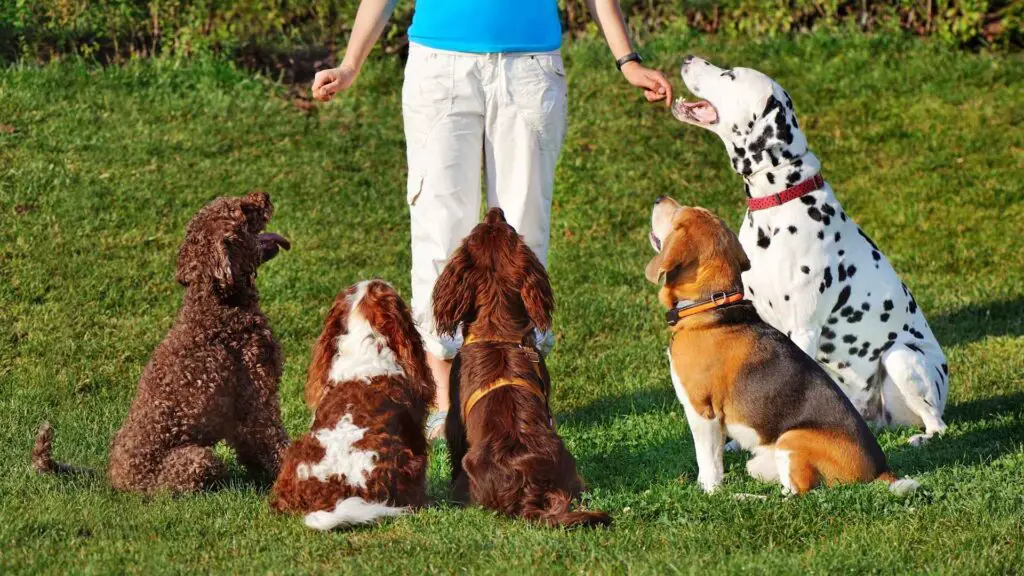 Most Trainable Dog Breeds for Easy Training