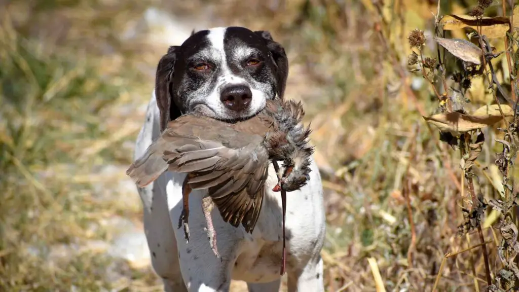 Most Underrated Hunting Dog Breeds