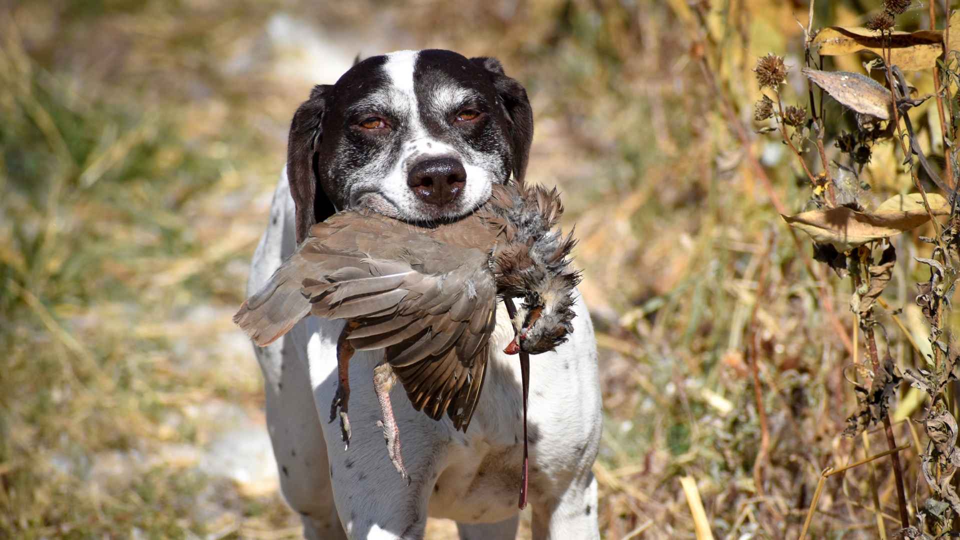 Most Underrated Hunting Dog Breeds