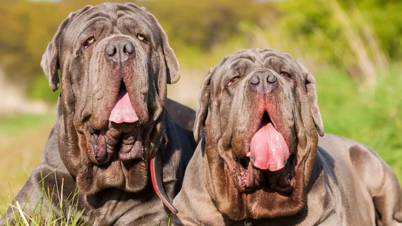 Napolitaanse Mastiff