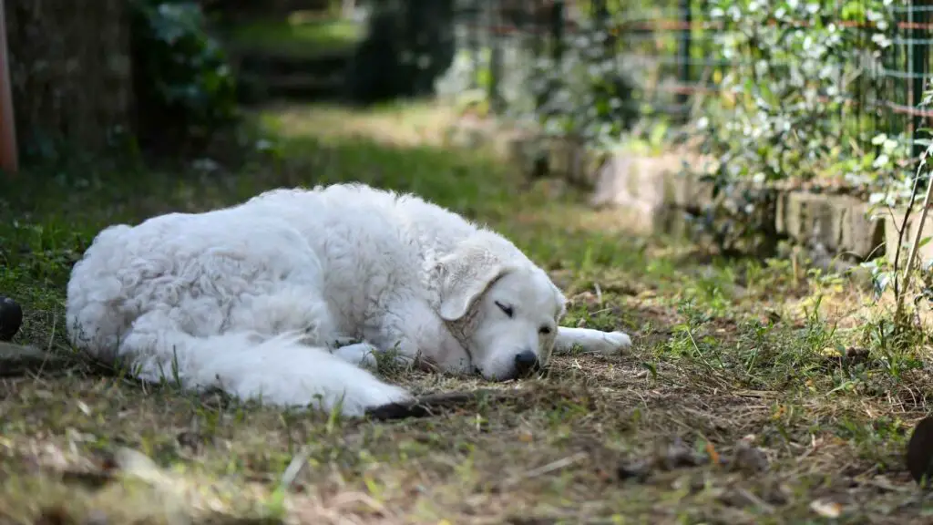 Outdoor Dog Breeds Perfect for Sleeping Outside