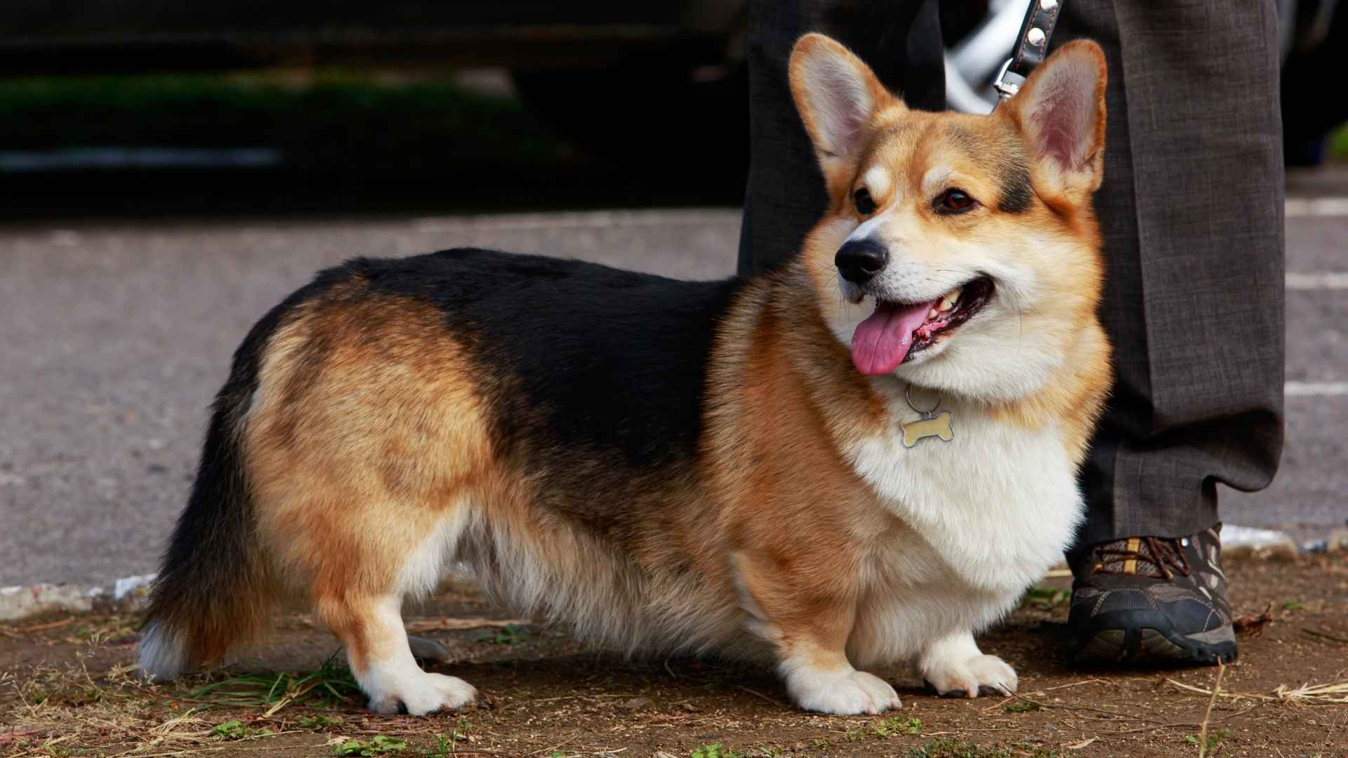 Pembroke Welsh Corgi