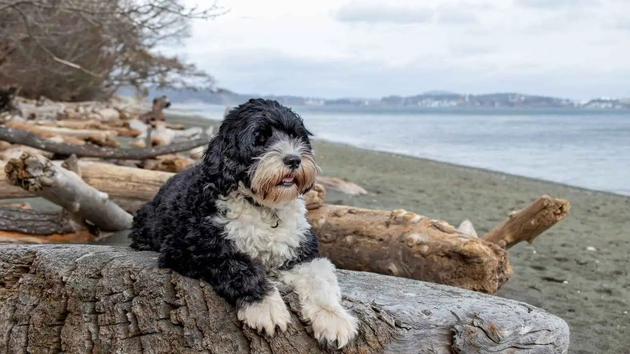 Portugese Waterhond