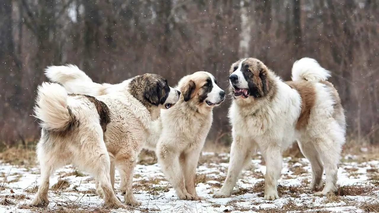 Pyreneese Mastiff