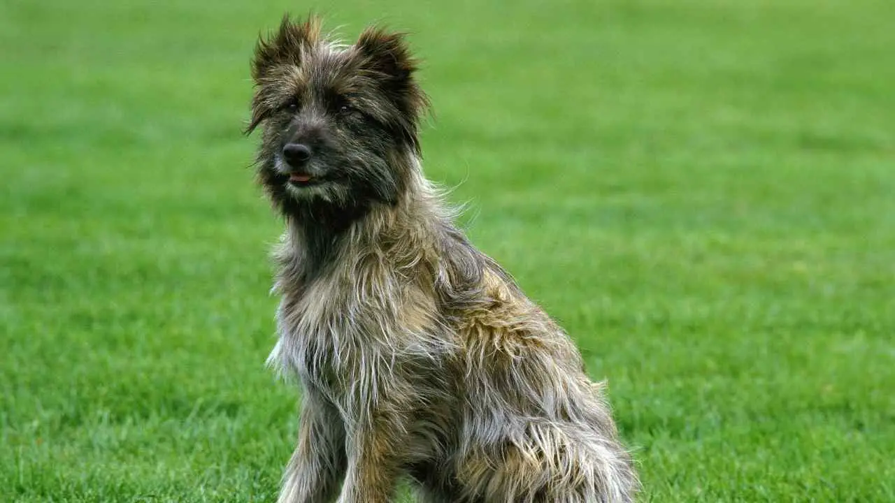 Pyreneese herder