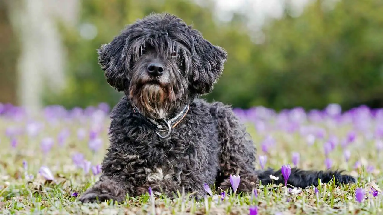 Rare Mixed Dog Breeds