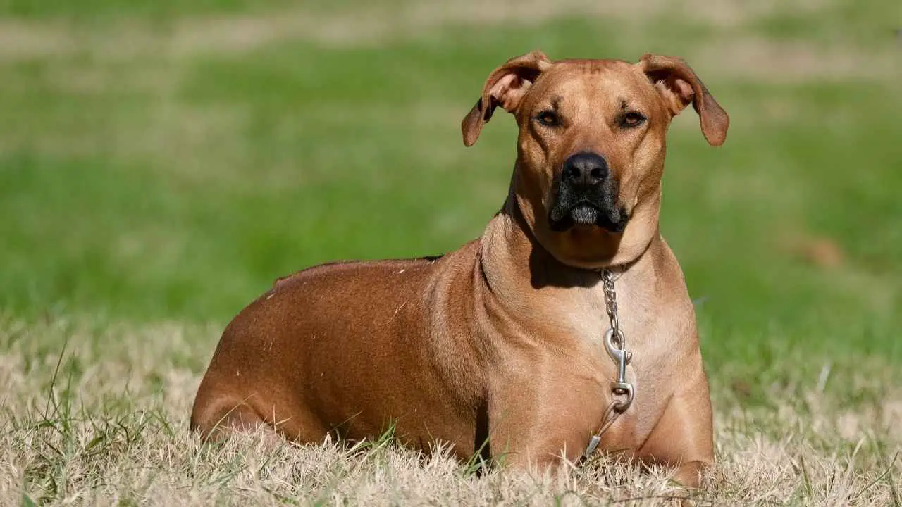 Rhodesische Ridgeback