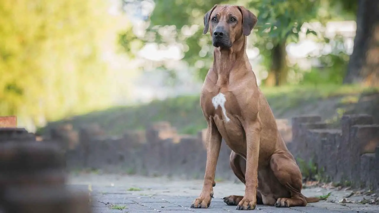 Rhodesische Ridgeback