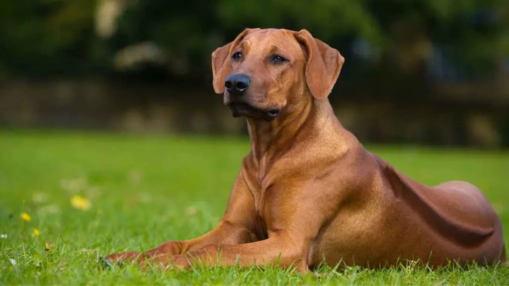 Rhodesische Ridgeback