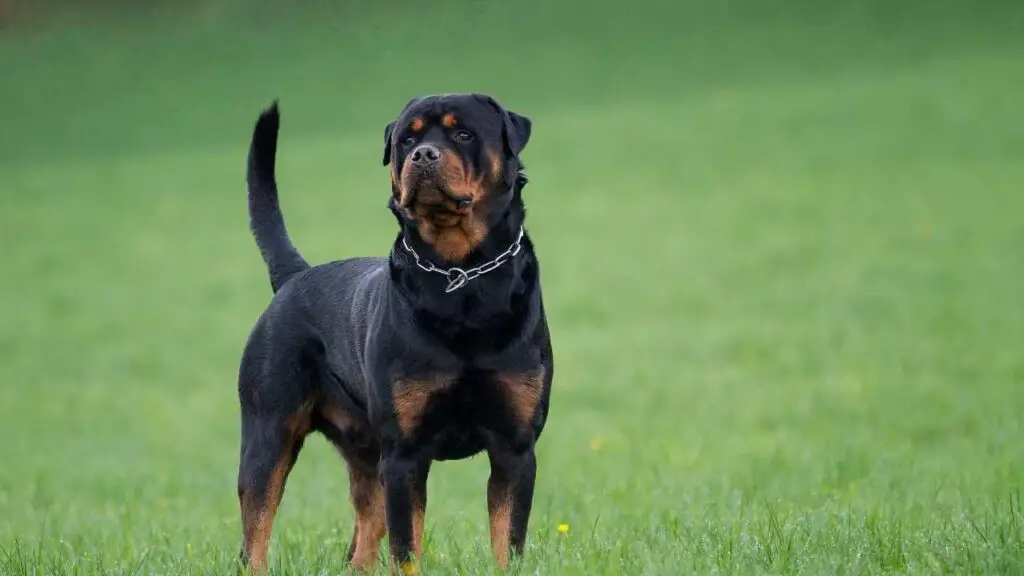 Geschiedenis van de Rottweiler