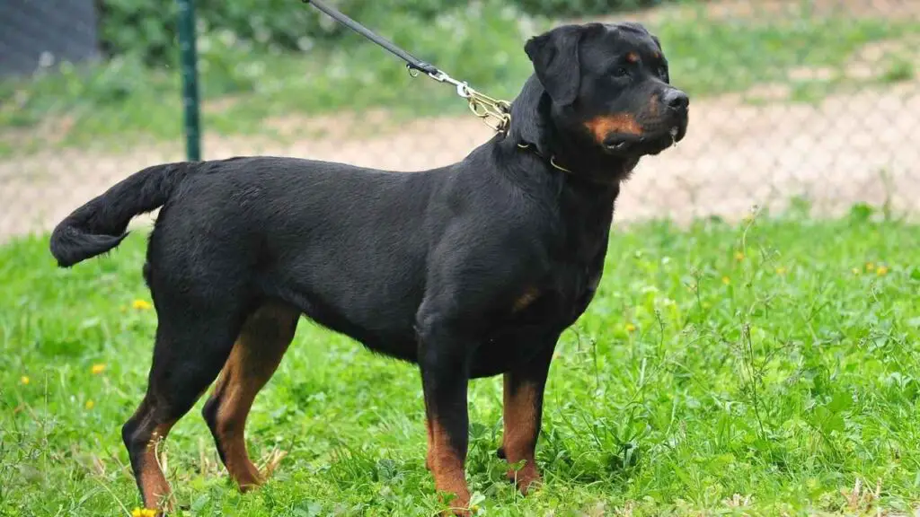 Rottweilers