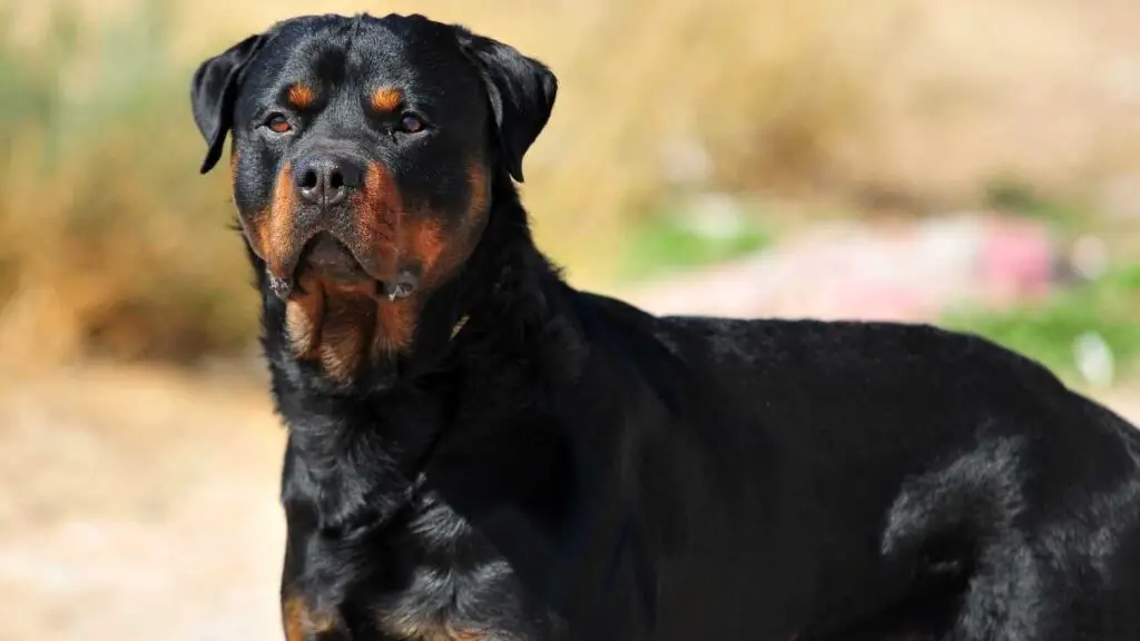 Zijn Rottweilers goede waakhonden?