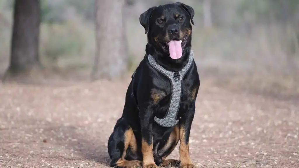 Kenmerken van een goede waakhond