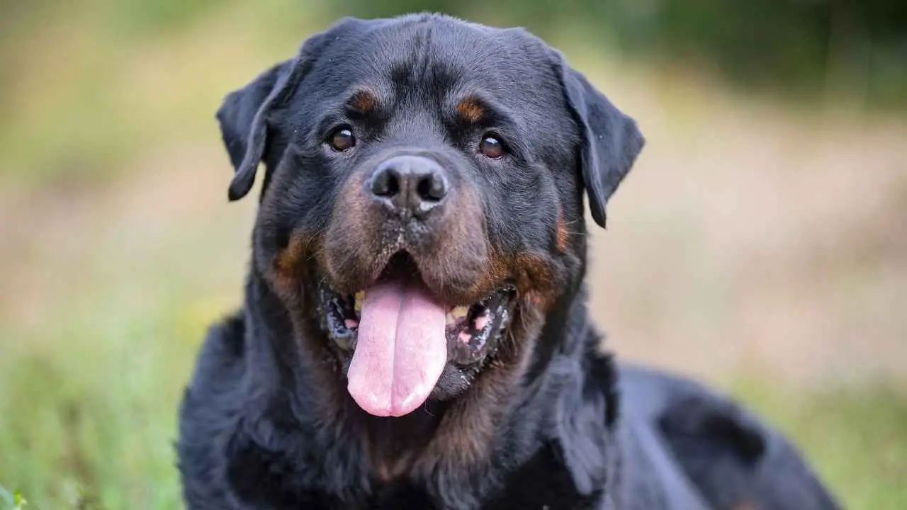 Rottweiler