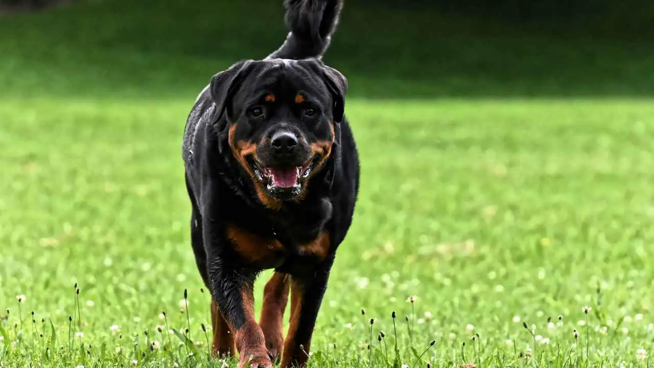 Rottweiler