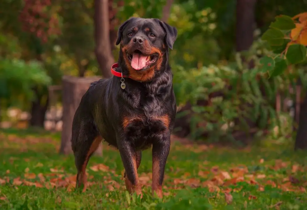 Fysieke verschijning Rottweiler