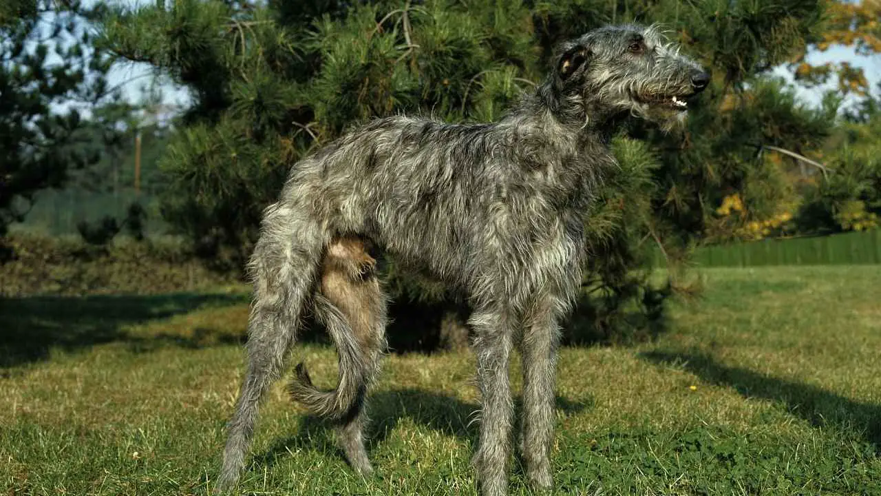 Schotse Deerhound