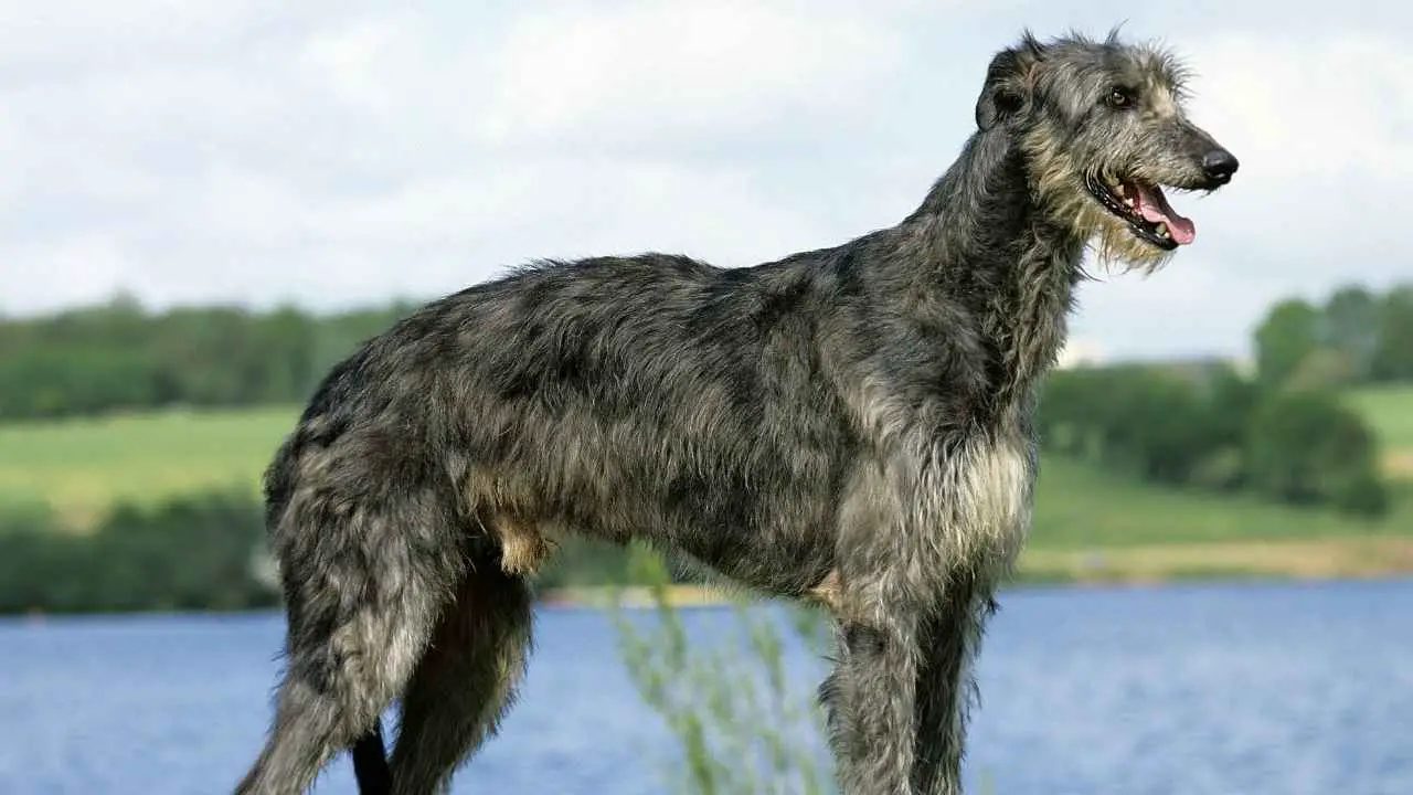 Schotse Deerhound