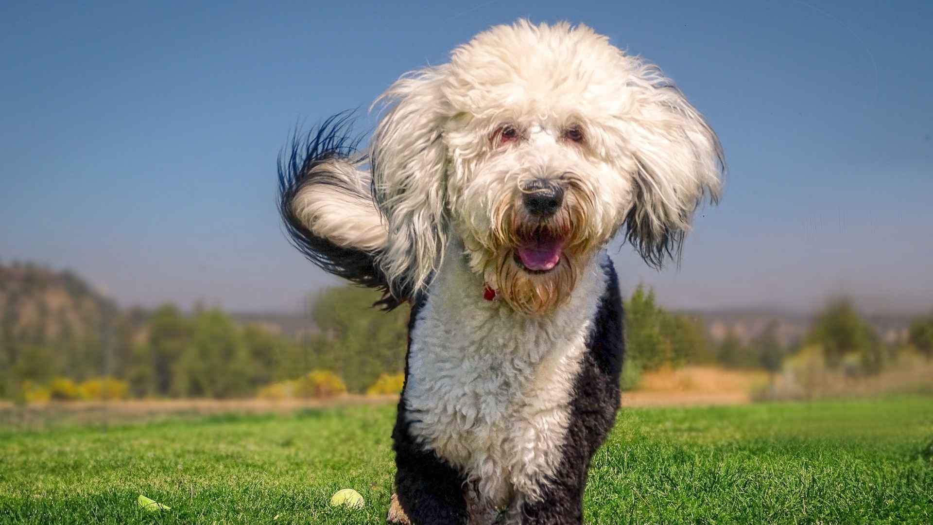 Schaapoodle