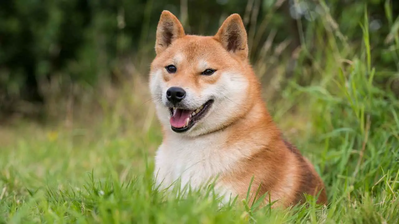 Shiba Inu