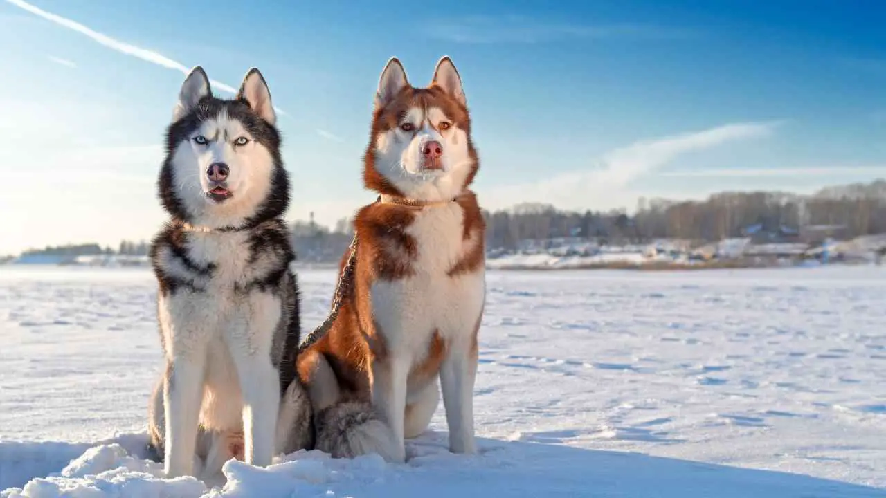 Siberische Husky