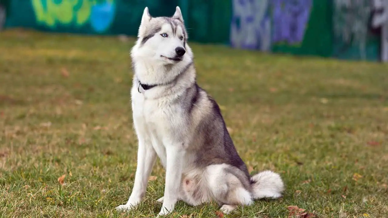 Siberische Husky