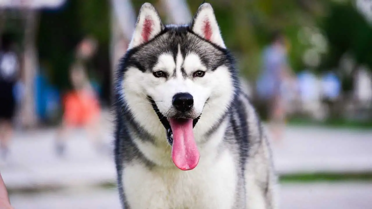 Siberische Husky