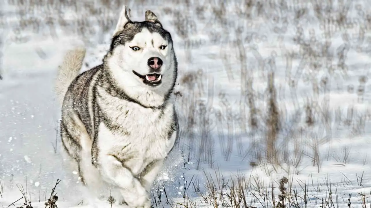 Siberische Husky