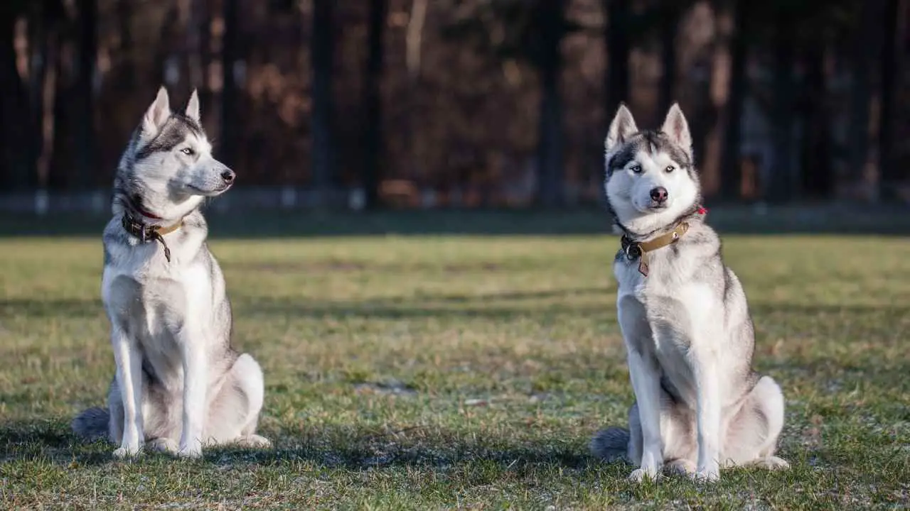 Siberische Husky