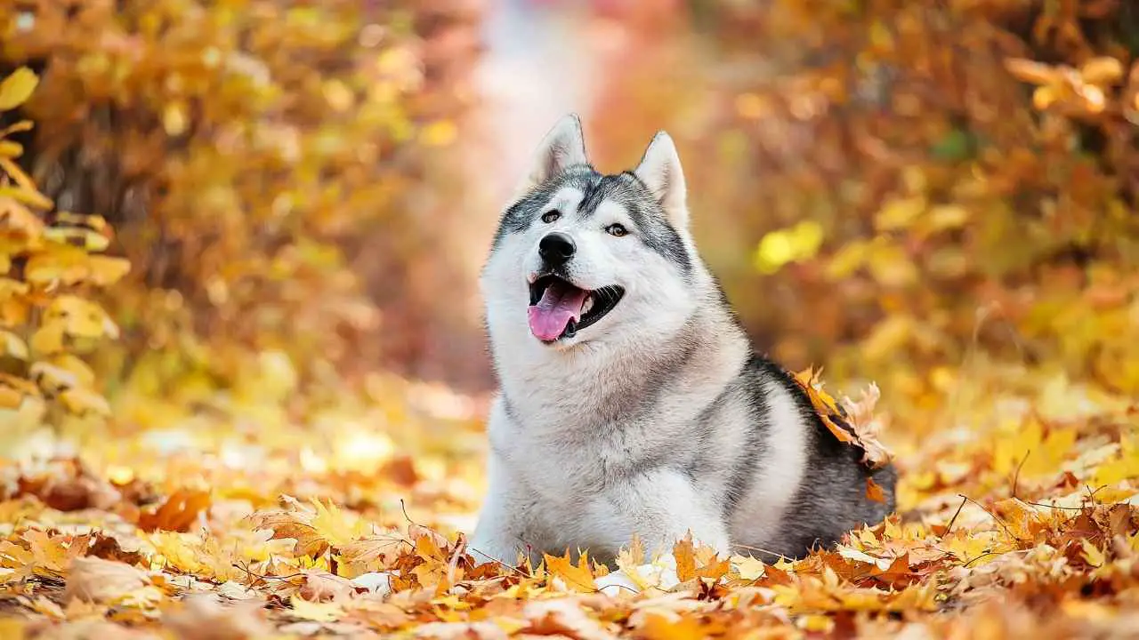 Siberische Husky