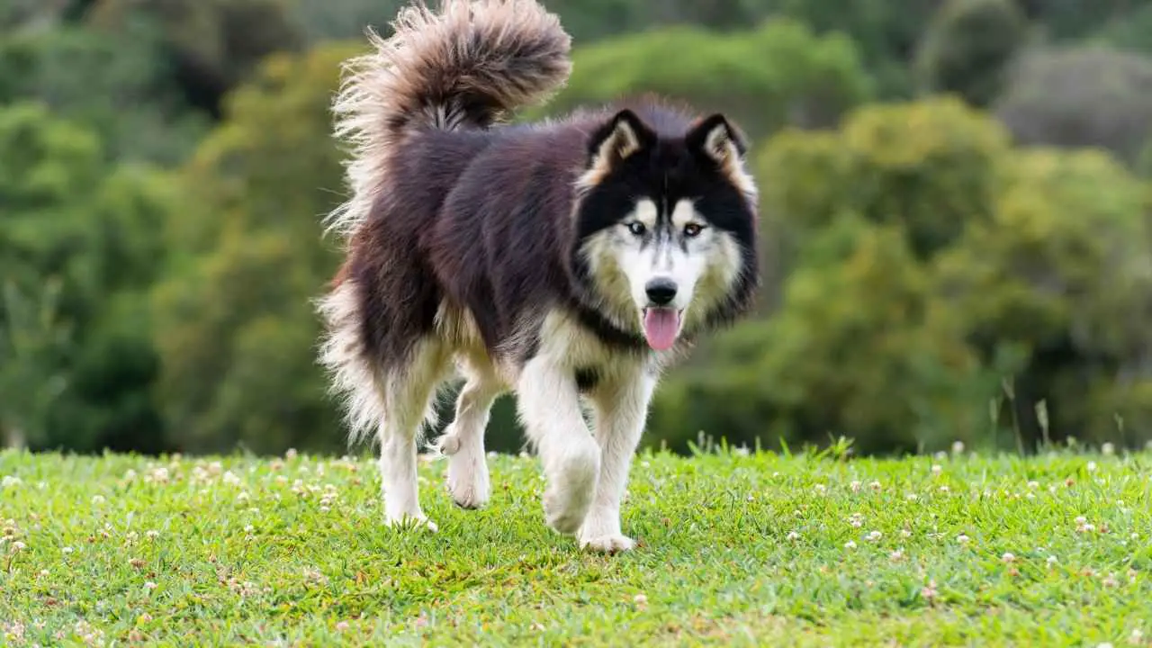 Siberische Husky