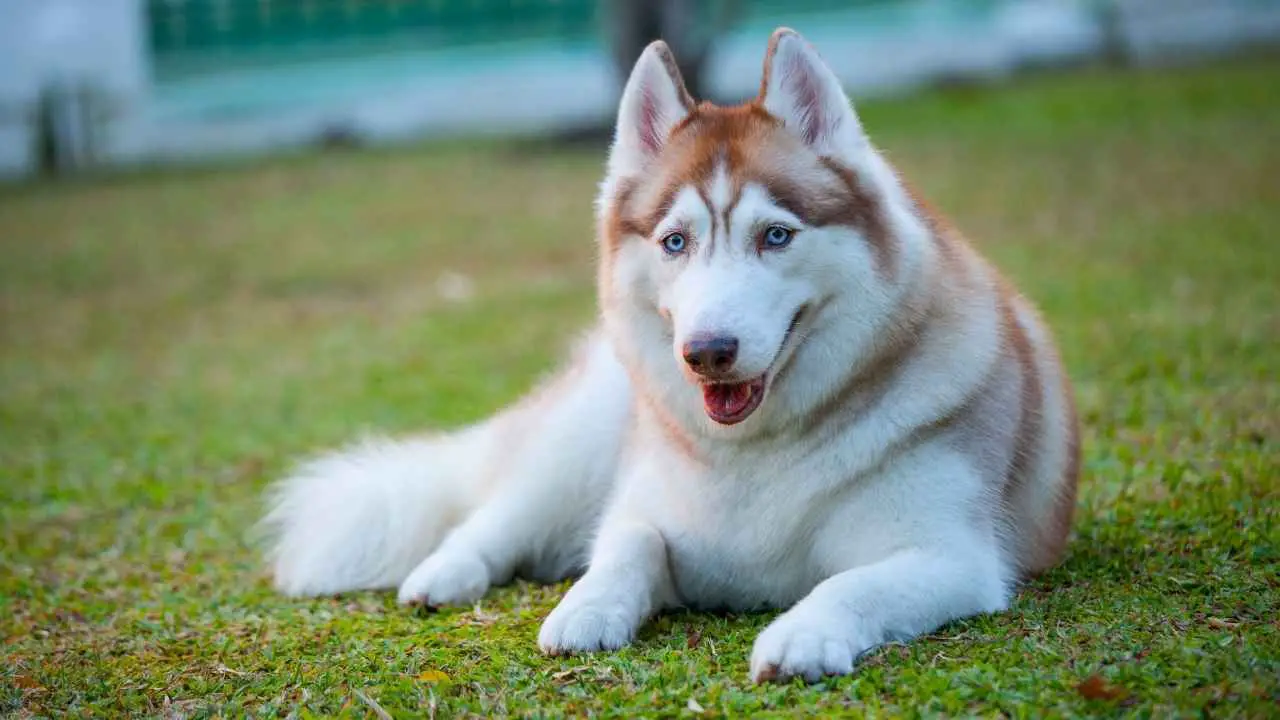 Siberische Husky