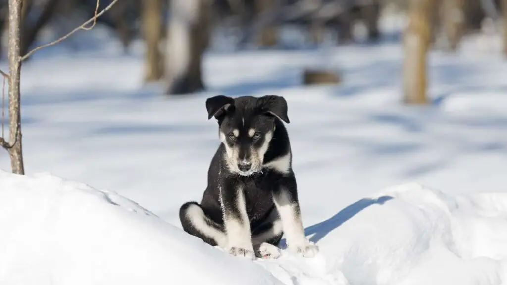 Siberische retriever 