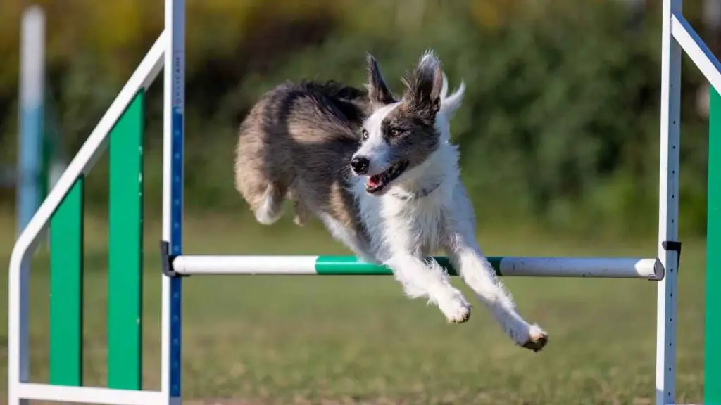 Smart and Athletic Dog Breeds