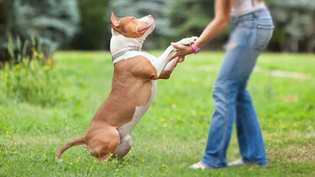 Maatschappelijke perceptie van Pit Bulls