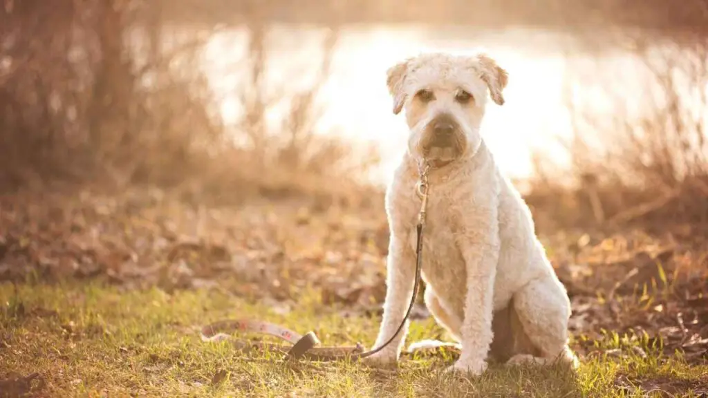 Soft-Coated-Wheaten-Terrier-1