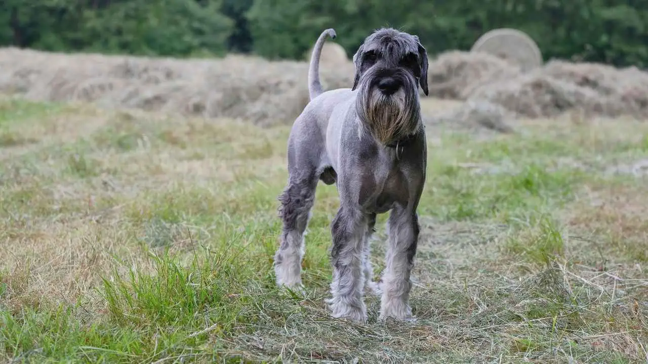 Standaard Schnauzer