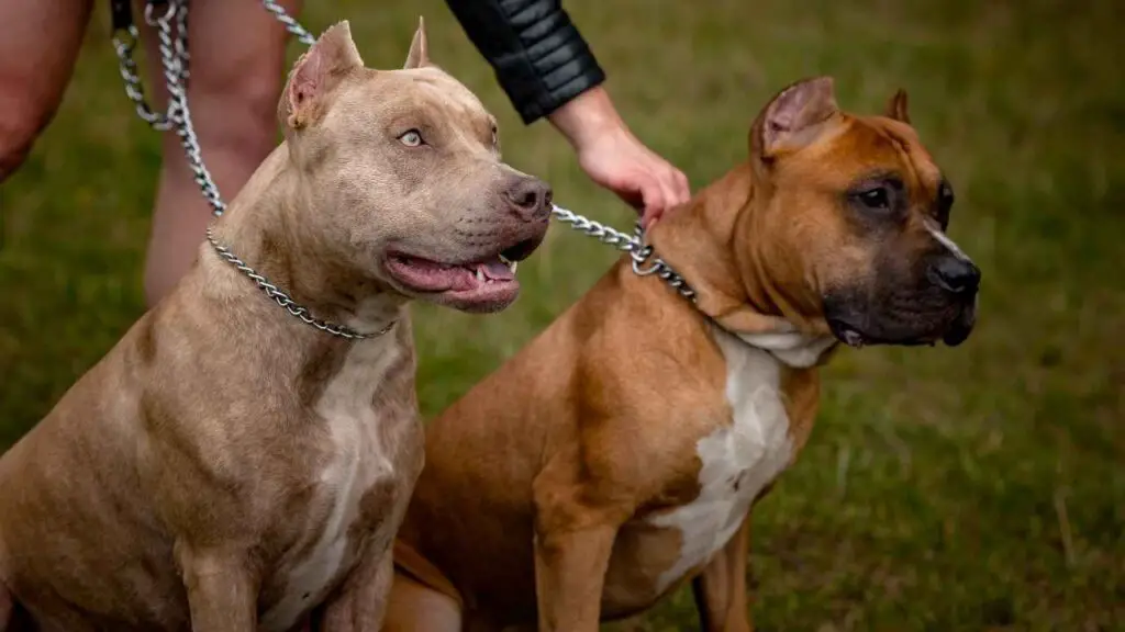 Temperament en trainingsbehoeften van Pit Bulls