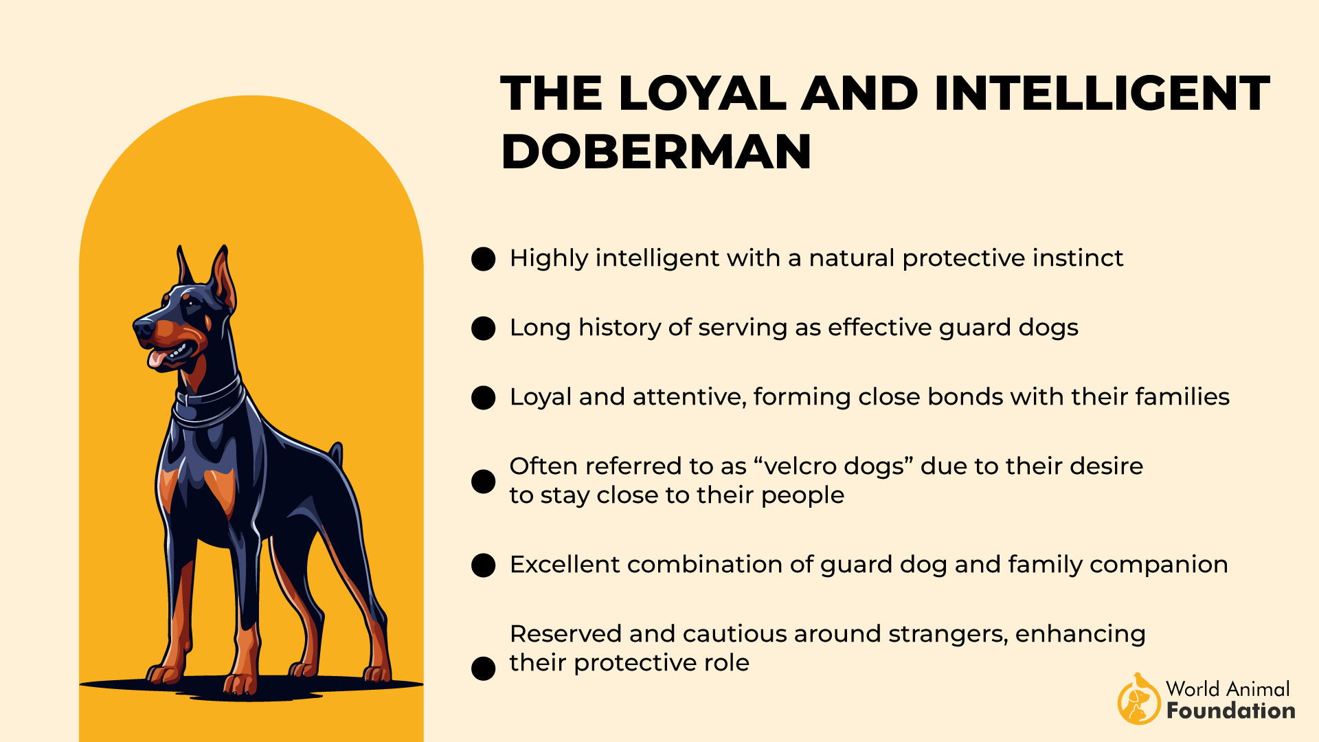 De loyale en intelligente Doberman-01