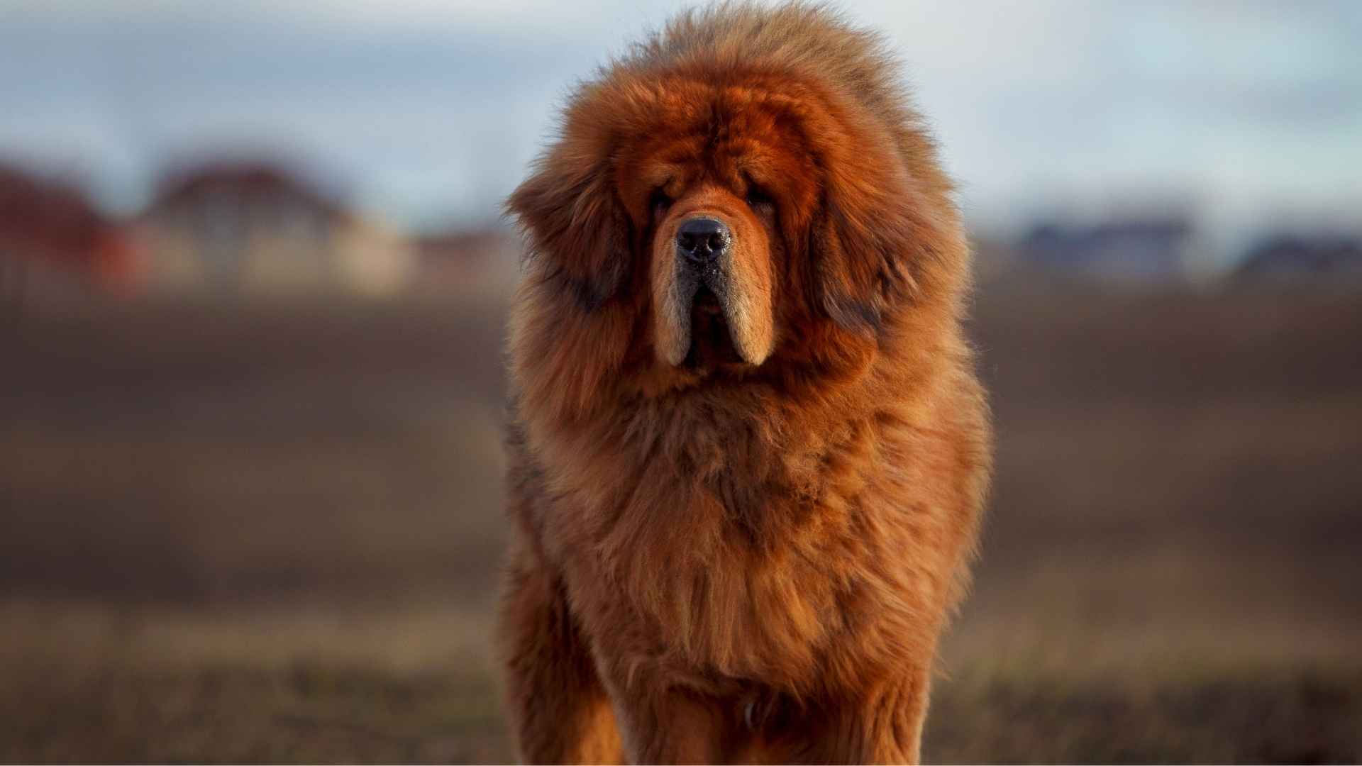 Tibetaanse Mastiff