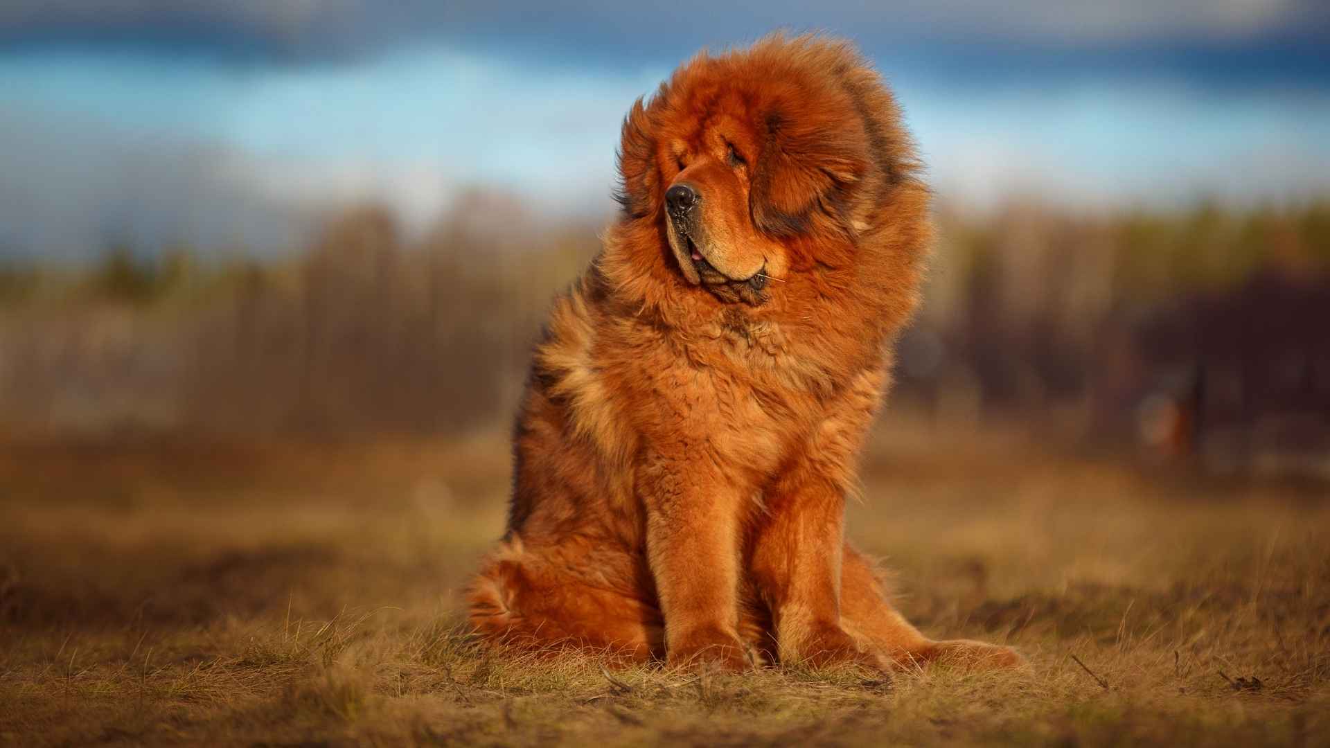 Tibetaanse Mastiff