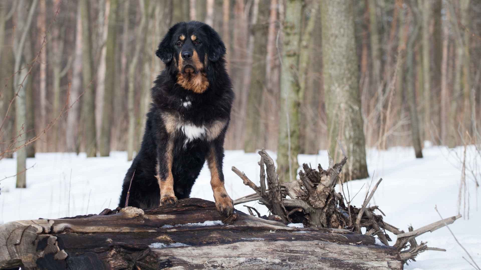 Tibetaanse Mastiff