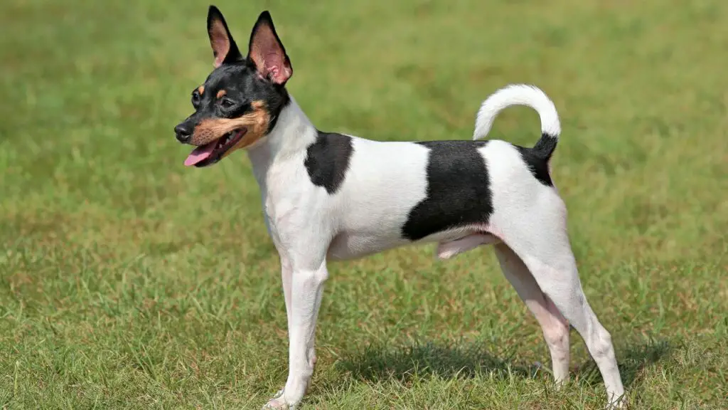 Fox-terrier