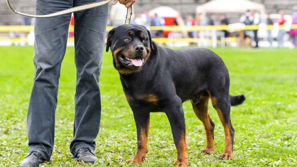 Een Rottweiler trainen en socialiseren