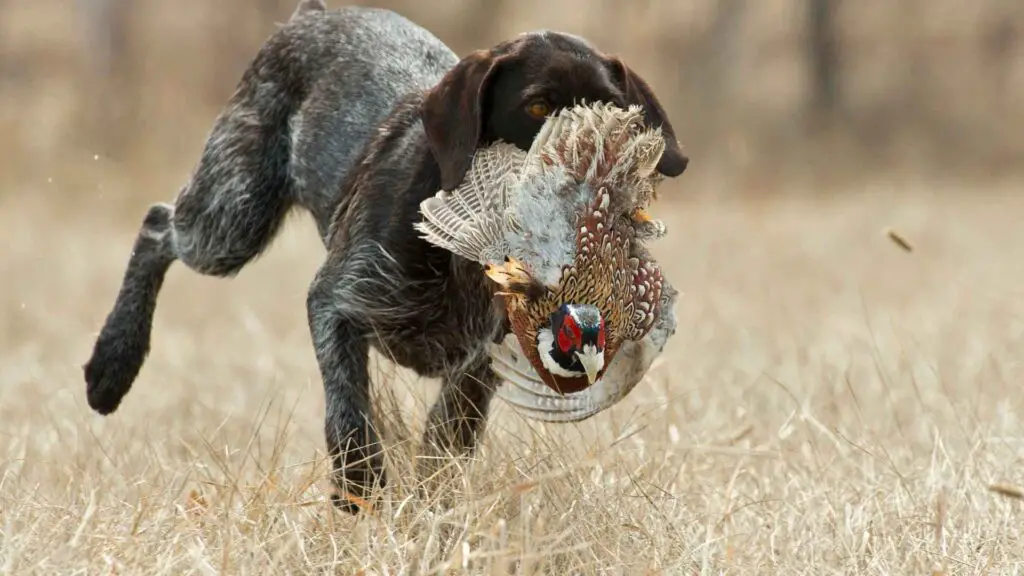 Types of Bird Dog