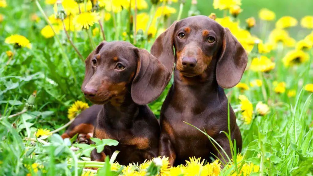 Types of Dachshunds