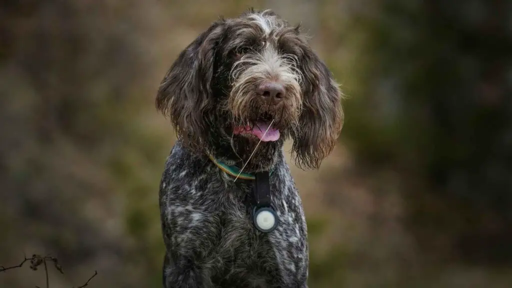 Wire Haired Dog Breeds