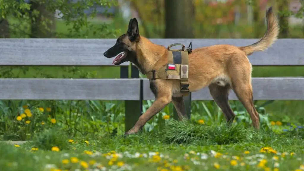 are Belgian Malinois loyal