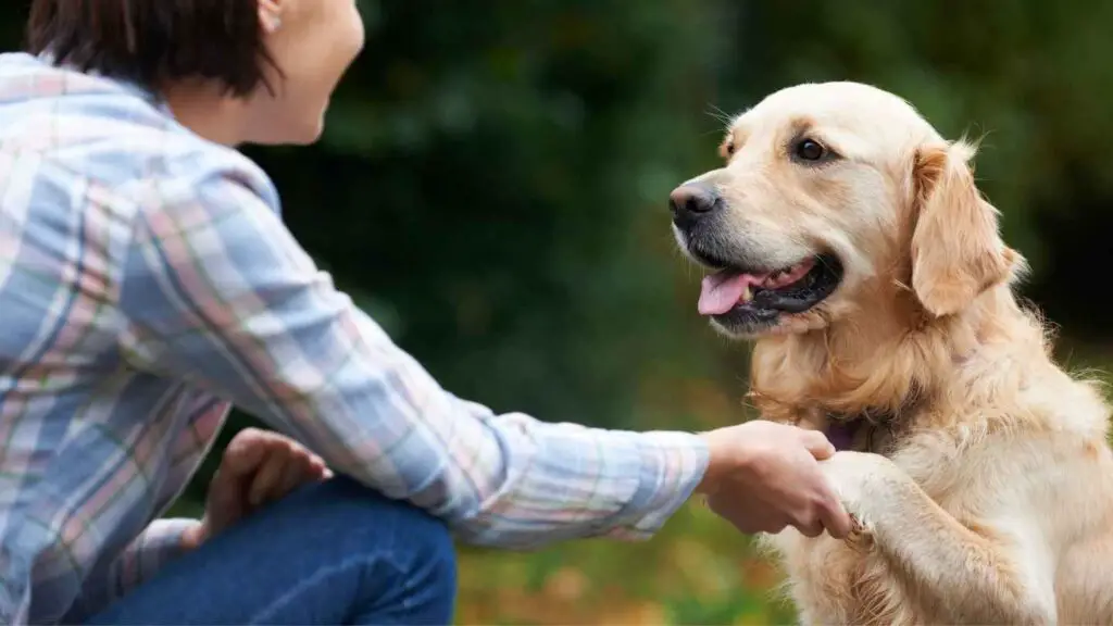 zijn Golden Retrievers perfecte familiehonden